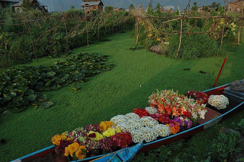 File:Florists Shikara.jpg