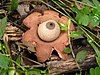 Geastrum saccatum