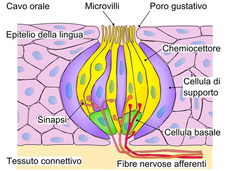 File:Gemma Gustativa.svg