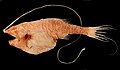 Image 38Gigantactis is a deep-sea fish with a dorsal fin whose first filament has become very long and is tipped with a bioluminescent photophore lure. (from Deep-sea fish)