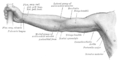 Front of right upper extremity. (Abductor pollicis longus labeled at upper left.)