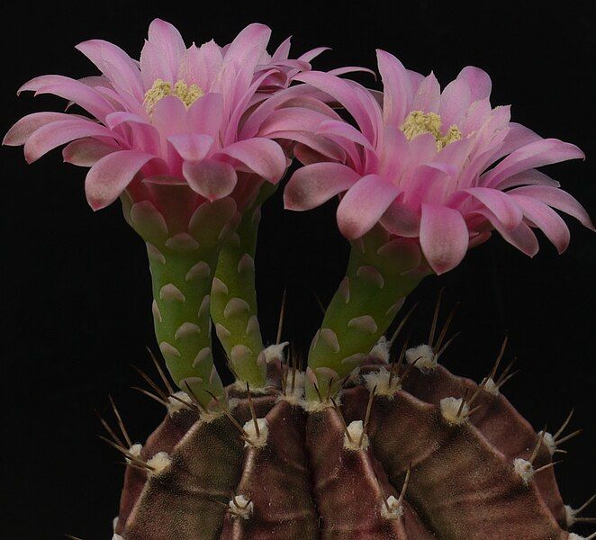 File:Gymnocalycium stenopleurum.JPG