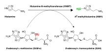 Histamine inactivation by HNMT