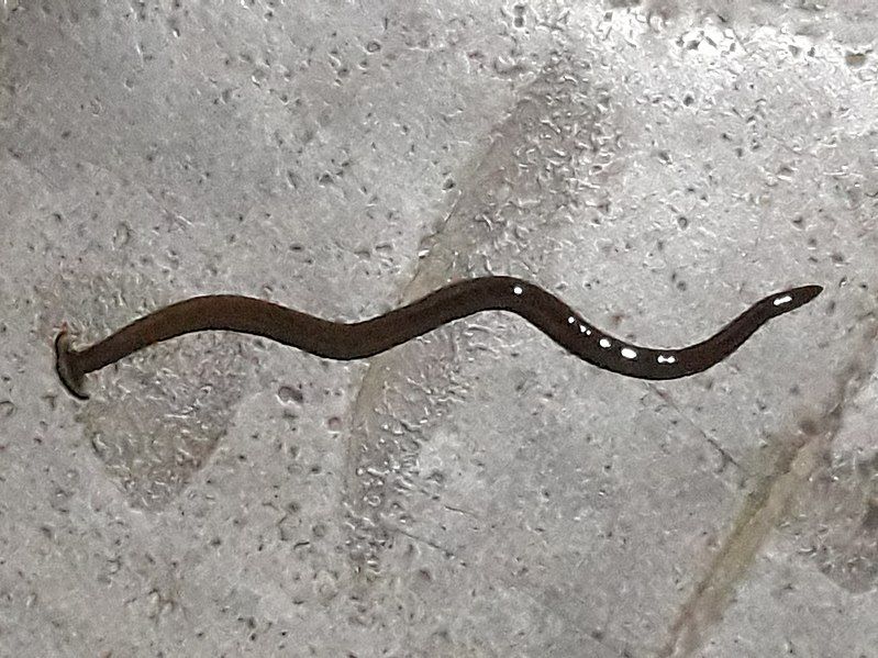 File:Hammerhead Worm.jpg