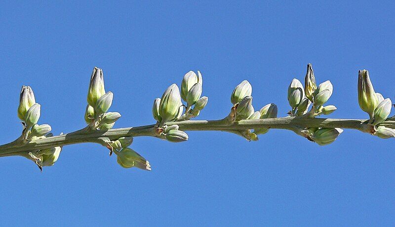 File:Hesperaloe funifera 3.jpg