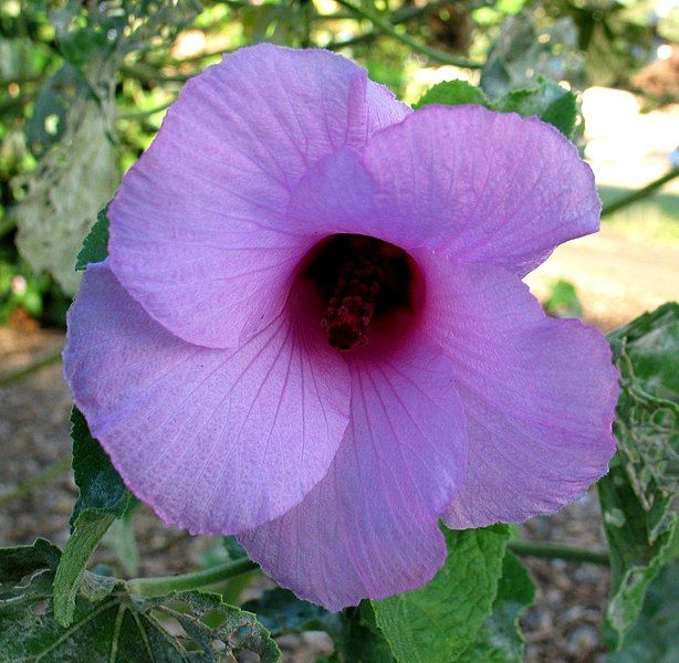 File:Hibiscus furcellatus (5112678927).jpg