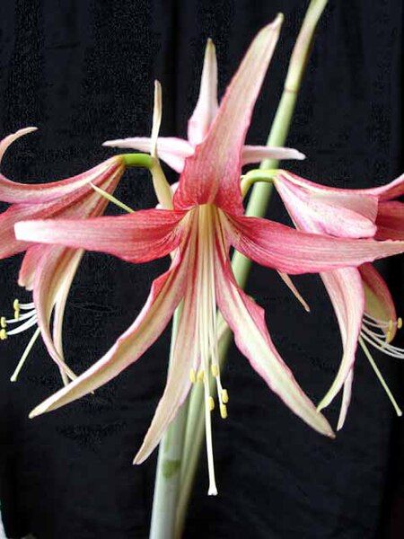 File:Hippeastrum-Lima3UME.jpg