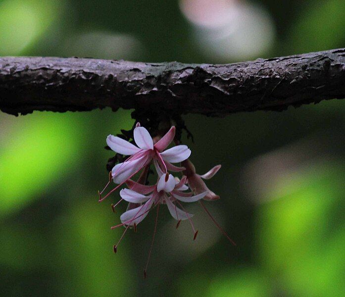 File:Humboldtia decurrens Flower.jpg