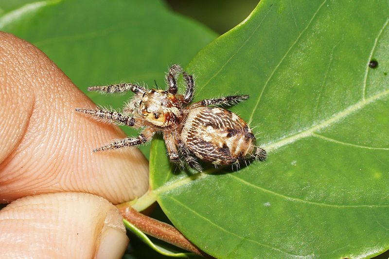 File:Hyllus semicupreus 06935.JPG