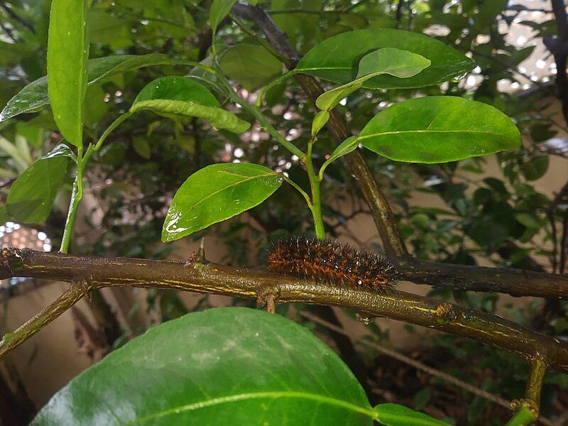 File:Hypercompe trinitatis larva.jpg