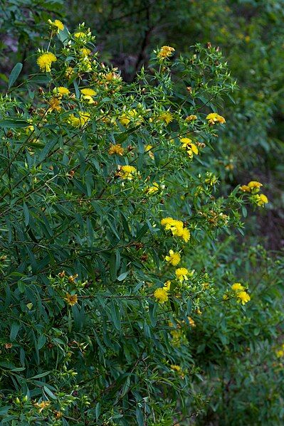 File:Hypericum prolificum Arkansas.jpg