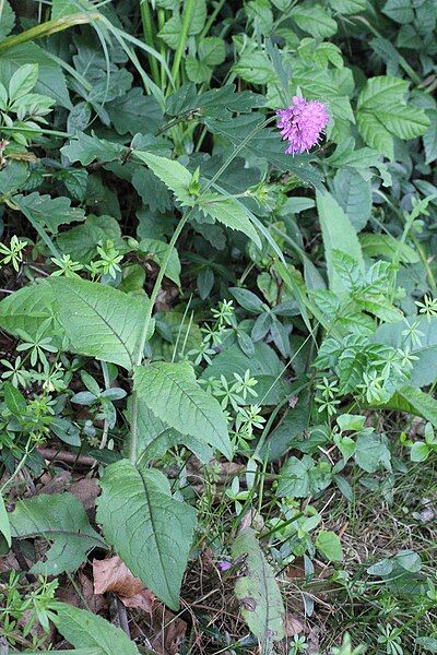 File:IKAl 20110626 Wald-Witwenblume.jpg