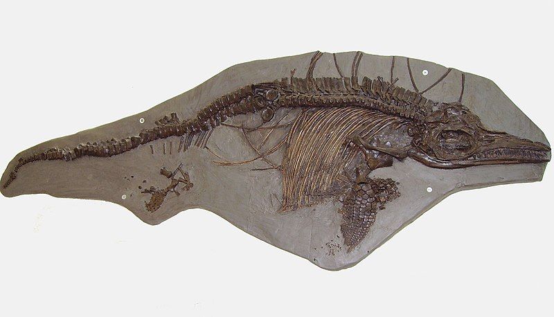 File:Ichthyosaurus breviceps 2.jpg