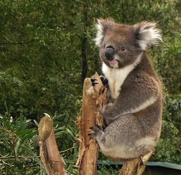 File:Koala.jpg