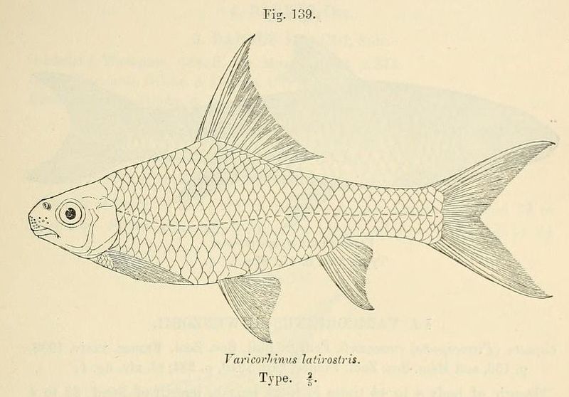 File:Labeobarbus boulengeri.jpg