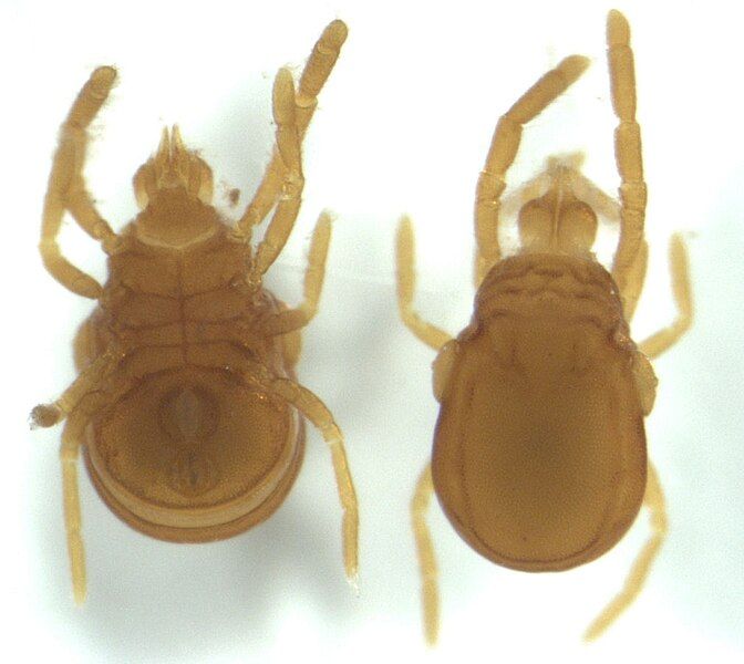 File:Labidostommatidae.jpg