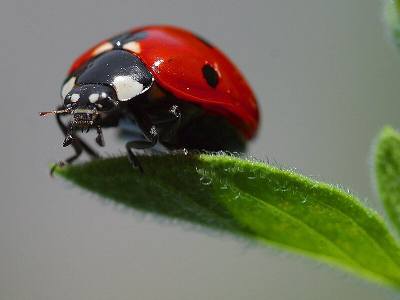 File:Ladybird.jpg