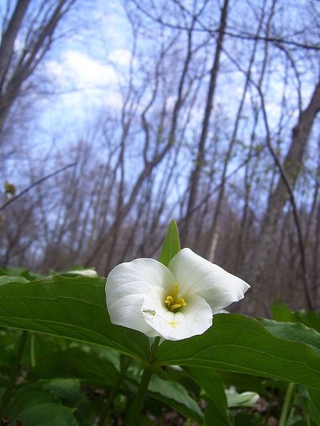 File:Large Flowered Trillium.jpg