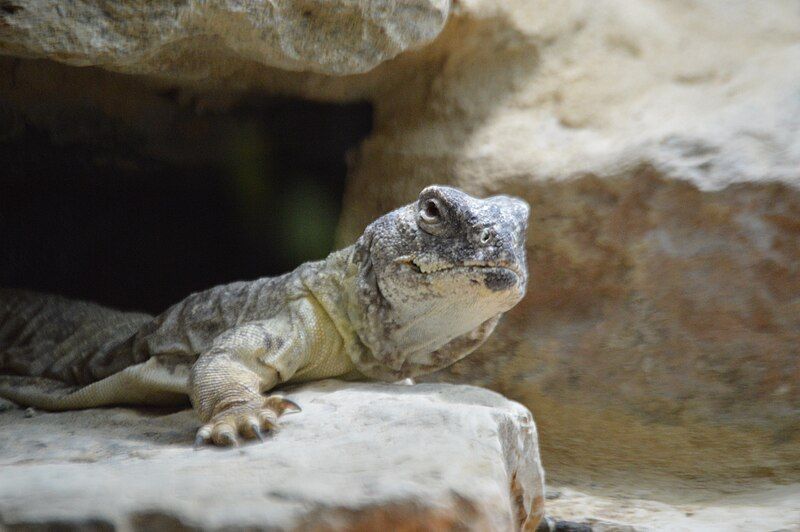 File:Leptiens Uromastyx.JPG