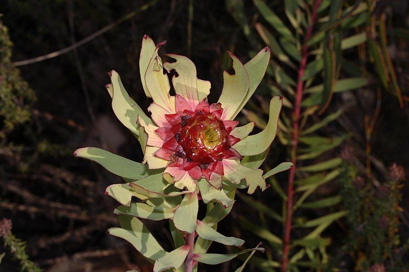 File:Leucadendron pubibracteolatum 15531248.jpg