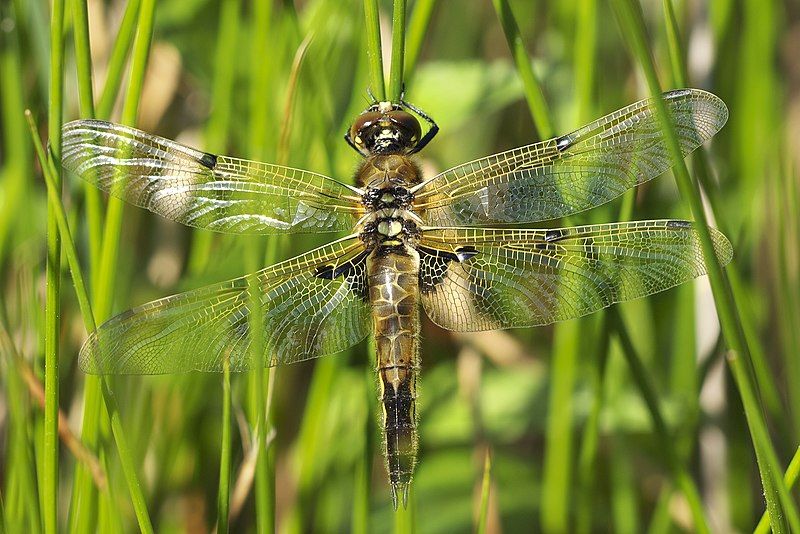 File:Libellula quadrimaculata LC0270.jpg