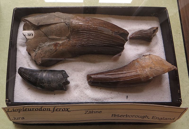 File:Liopleurodon ferox teeth.jpg