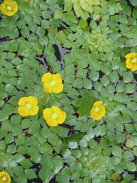 File:Ludwigia sedioides2.JPG