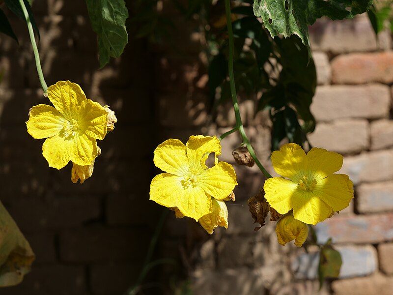 File:Lufa flowers.jpg