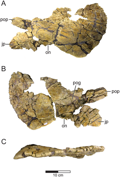 File:Machairoceratops squamosal.PNG