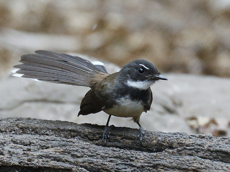 File:Malaysian Pied Fantail.jpg