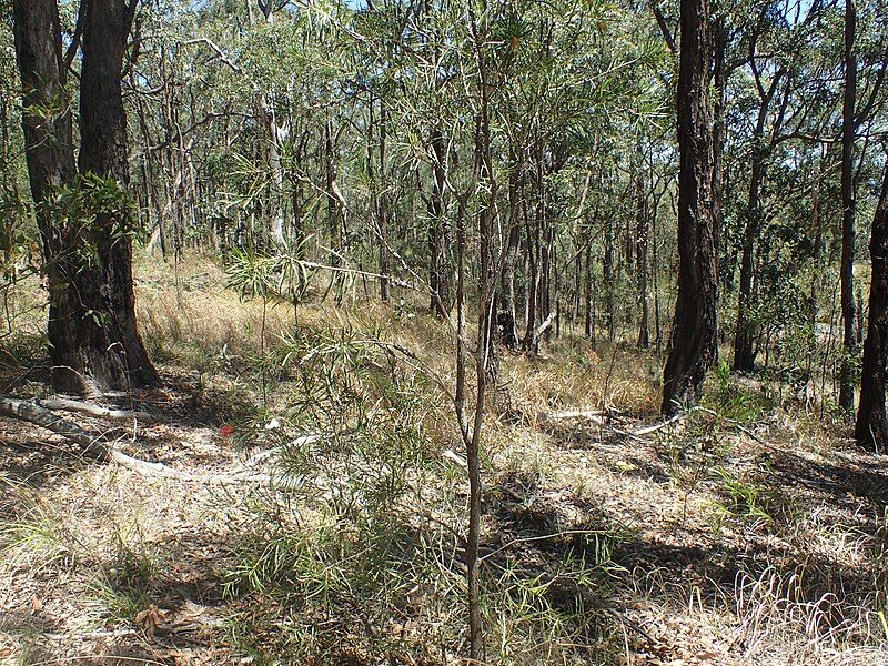 File:Melaleuca linearifolia habit.jpg