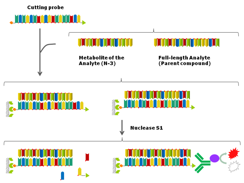 File:Nuclease cutting assay.png