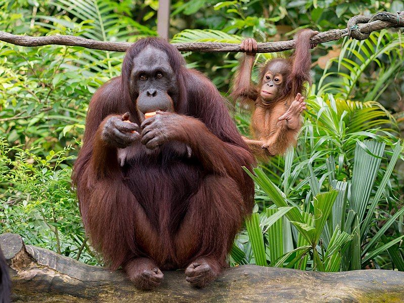 File:Orangutan with infant.jpg