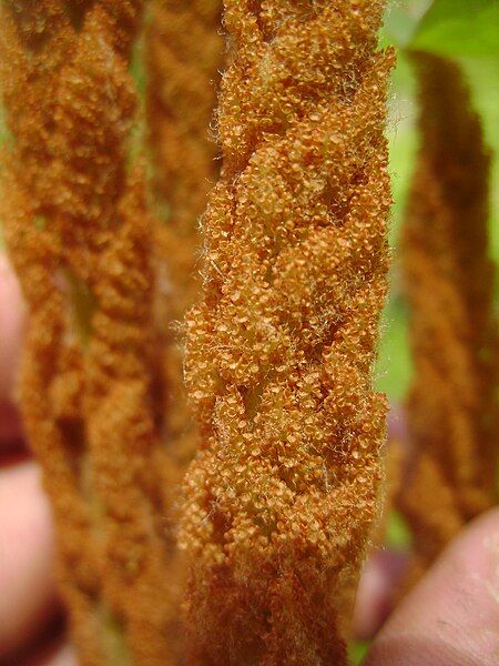 File:Osmundastrum cinnamomeum bsl.JPG