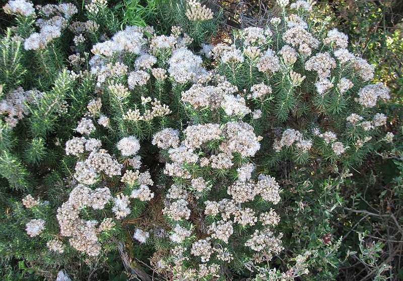 File:Ozothamnus turbinatus.jpg