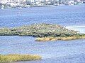 Birds gather at the Port Orange Wildlife Sanctuary.