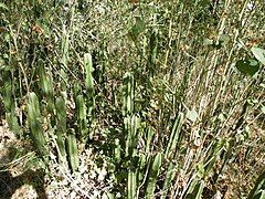 Pachycereus marginatus