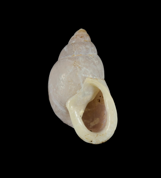 File:Partula salifana.png