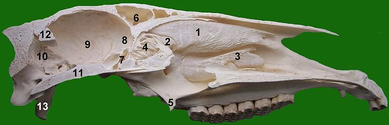 File:Pferdeschädel.jpg