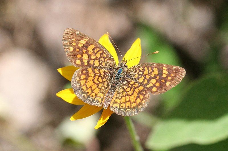 File:Phyciodes graphica 1.jpg