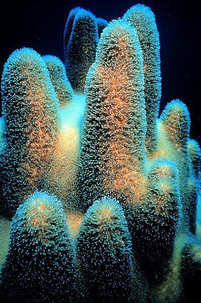 File:PillarCoral.jpg