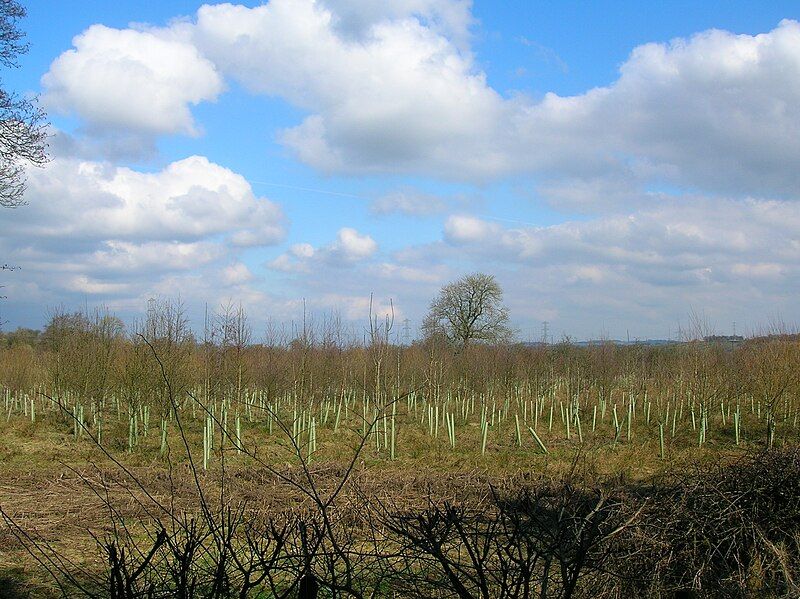 File:Pitcon tree planting.JPG