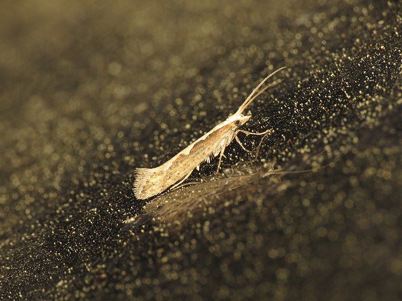 File:Plutella xylostella (14135631564).jpg