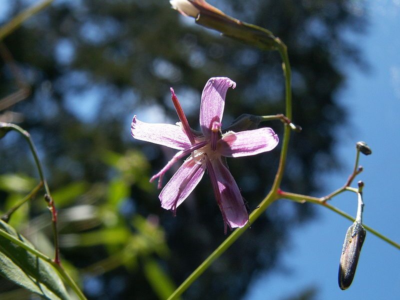 File:Prenanthes purpurea01.JPG