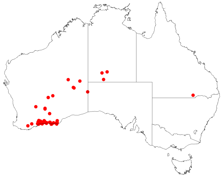 File:Prostanthera baxteriDistA8.png