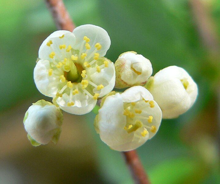 File:Prunus emarginata 2.jpg