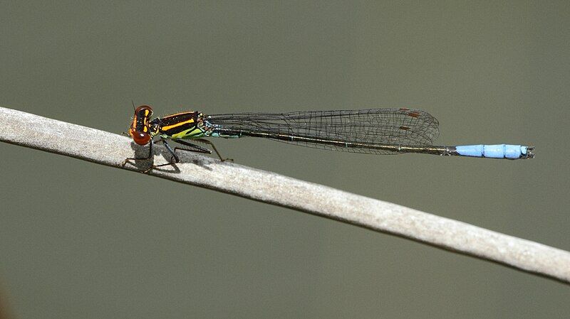 File:Pseudagrion newtoni 20150224.jpg