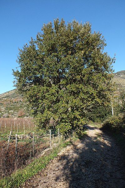 File:Quercus crenata.jpg