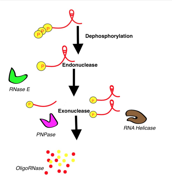 File:RNA's Degradation Process.png