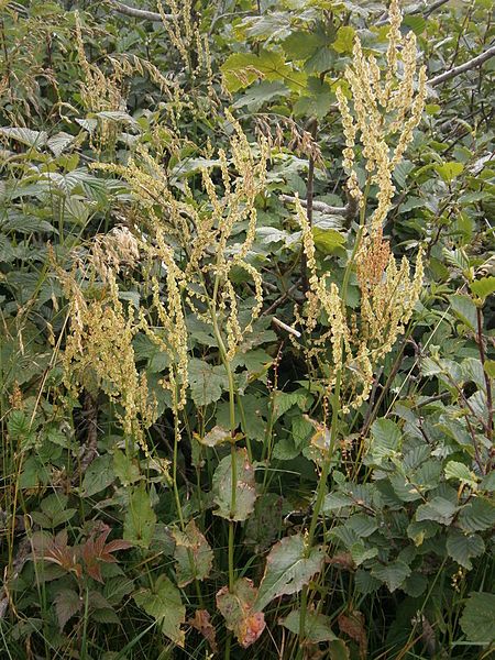 File:Rumex alpestris01.jpg